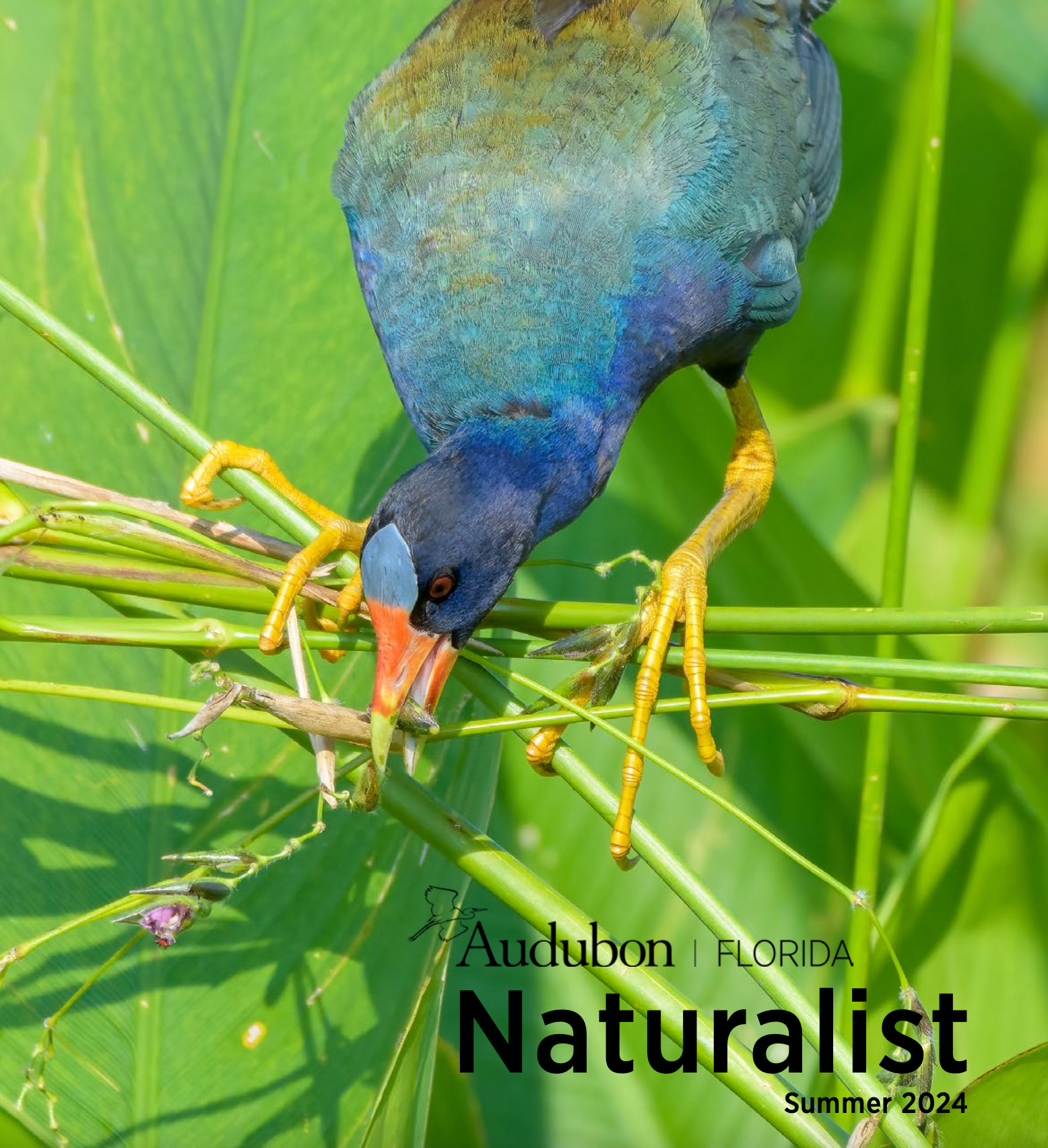 Purple Gallinule